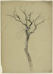 Studie van een kale boom, South Egremont, Massachusetts, 1851